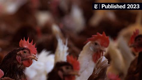 U.S. Considers Vaccinating Chickens Amid Bird Flu Outbreak - The New ...