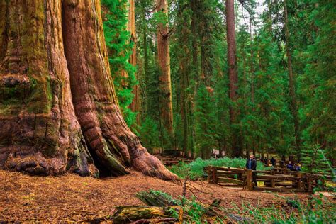 California Redwood Forests: A Guide to the Tallest Trees on Earth