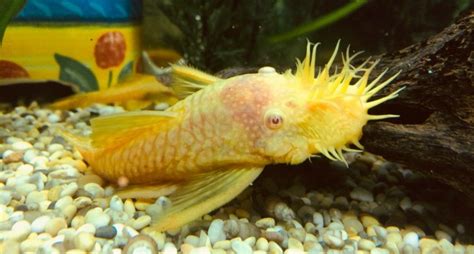 Albino Bristlenose Pleco: Info with Care Details and Pictures