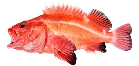 Fish Rules - Rockfish, Yelloweye in CA State Waters