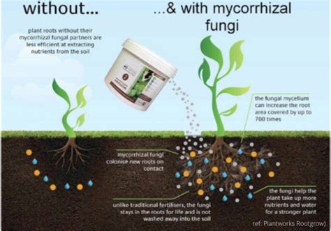 mycorrhizal fungi