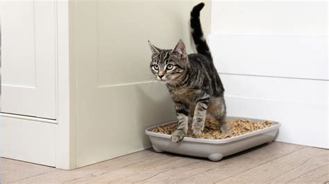 Kitten Advice & Guides For New Cat Owners | Purina