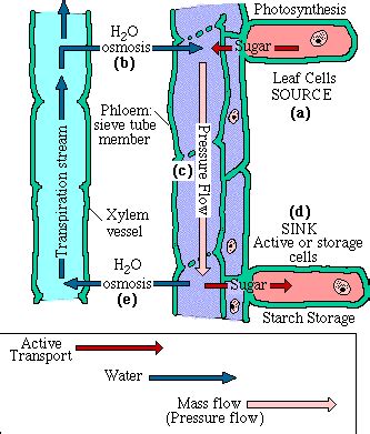 #41 Transport In phloem | Biology Notes for A level