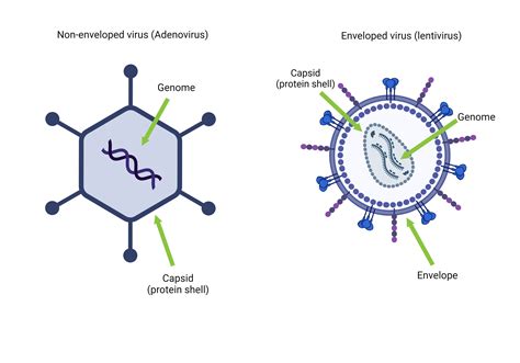 Viral Vectors 101: What is a Virus (and a Viral Vector)?