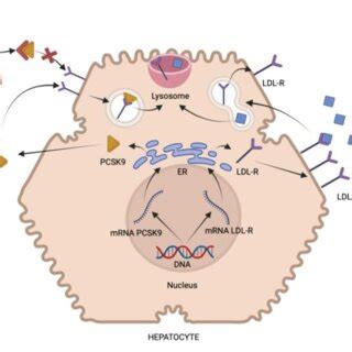 llustrating the impact of PCSK9 inhibitors on the LDL-dependent... | Download Scientific Diagram