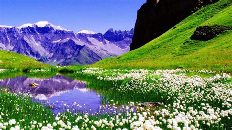 Lake Surrounded By White Spring Flowers With Reflection On Water HD ...