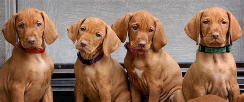 Training Vizsla Puppies: Vizsla Puppies