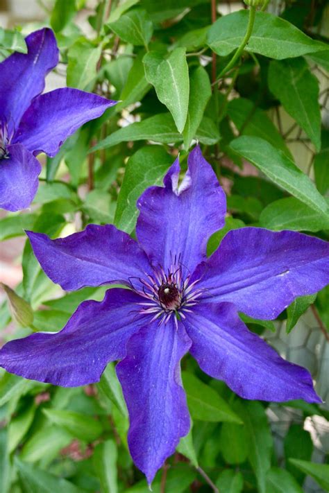 Purple Clematis | Purple clematis, List of flowers, Pretty flowers