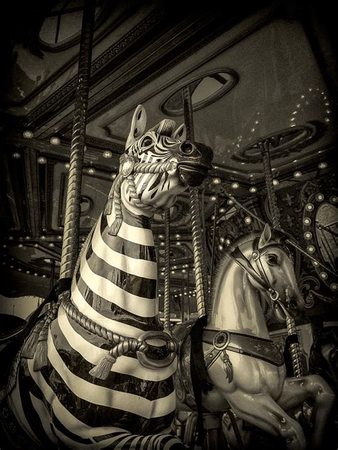 Carousel Zebra Photograph by Caitlyn Grasso - Fine Art America