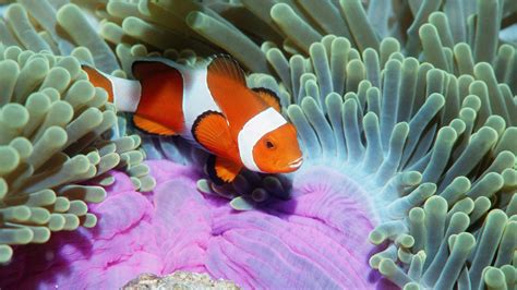 clownfish, Animals, Sea Anemones, Fish Wallpapers HD / Desktop and ...