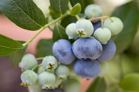 Vaccinium corymbosum 'Bluecrop' - gardenersworld.com