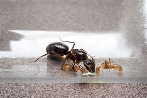 What Happens When You Kill A Queen Ant? - Dr. Death Pest Control