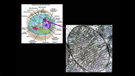 Video 16 Diversity of Cells - YouTube