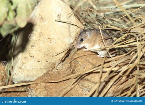 African spiny mouse stock photo. Image of rock, nature - 109136504