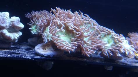 Duncan Coral Growth Rate|How Fast Do Duncans Grow? - AquaticStories