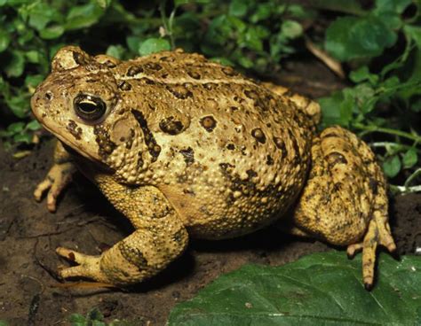 Toad and Frog Facts | MDC Discover Nature