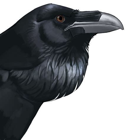 A Crow or a Raven? — The art of CrowArtist