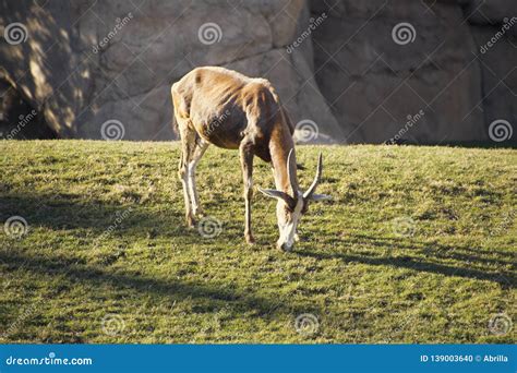 A Beautiful Large African Antelope Grazes on the Lawn Stock Photo - Image of lawn, africa: 139003640