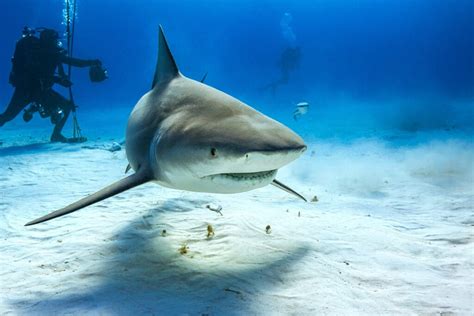 Bull Shark: Facts, Habitat, and Behavior - American Oceans