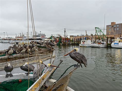 GALVESTON.COM: Galveston Party Boats - Galveston, TX