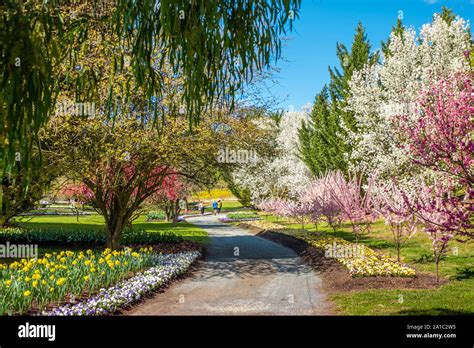 Tulip Top Gardens in Spring, Canberra, ACT, Australia Stock Photo - Alamy