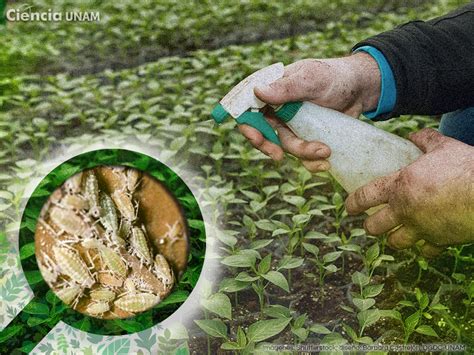 Bienvenido 2020: Año Internacional de la Sanidad Vegetal. Por la salud de las plantas - Ciencia UNAM