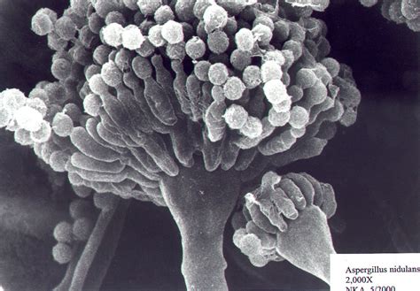 Aspergillus nidulans - Alchetron, The Free Social Encyclopedia