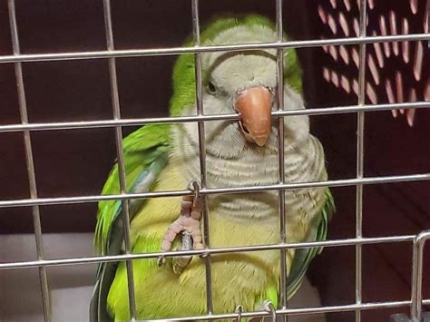 Tinley Park PAWS Looking For Owner Of Rescued Parrot | Tinley Park, IL Patch