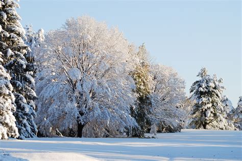 Backyard in Winter | Backyard, Picture, Outdoor