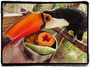 The Ever-Changing Preferences of a Toco Toucan | Adventures in Toucanland