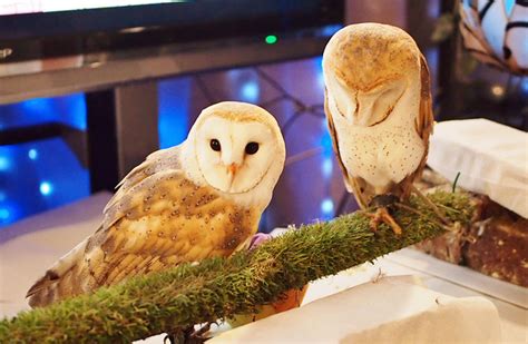 What it is like to become friends with Owls in Tokyo {Japan Travel} - Ting and Things