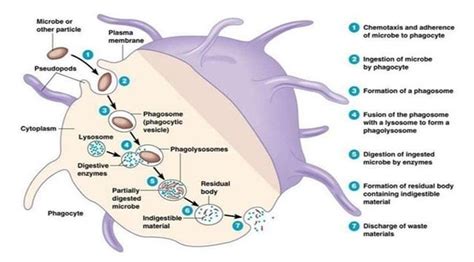 Phagocytosis- definition, mechanism, steps with example