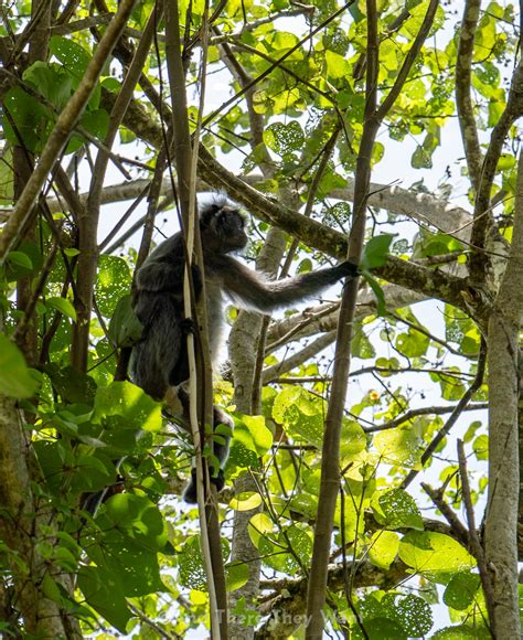 The ULTIMATE Guide to Bako National Park - And There They Went