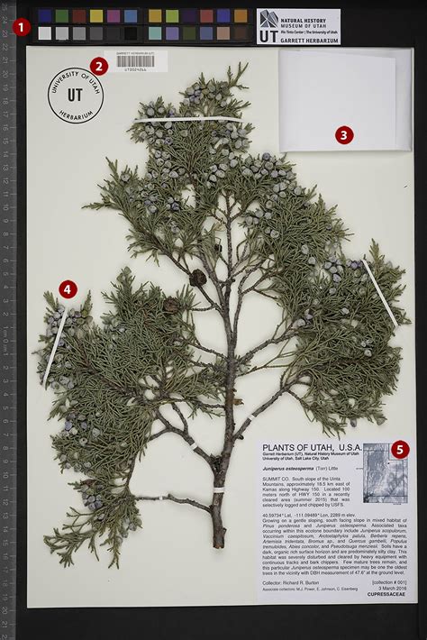 Decoding a Herbarium Sheet | Natural History Museum of Utah Herbarium ...