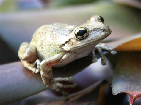 Tree Frog ID in the Florida Gardening forum - Garden.org