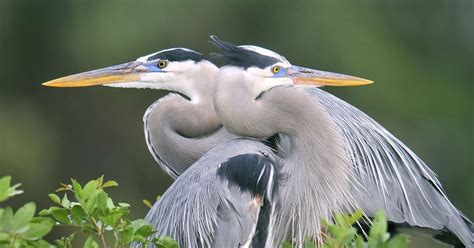 Female Great Blue Herons (Male vs Female Identification) | Birdfact