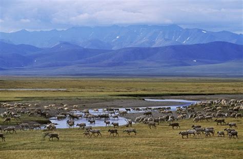 Trump Administration Moves Closer To Opening Arctic Refuge To Oil Drilling | HuffPost