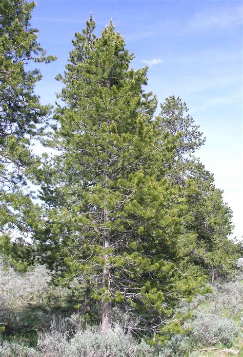 File:Pine tree atop Signal Mountain.JPG - Wikimedia Commons
