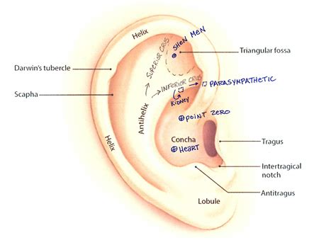 Let Me Plant A Seed In Your Ear, Literally! — Jade & Jasmine Healing Arts