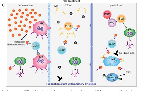 Figure 1 from Efficacy and mechanism of intravenous immunoglobulin ...