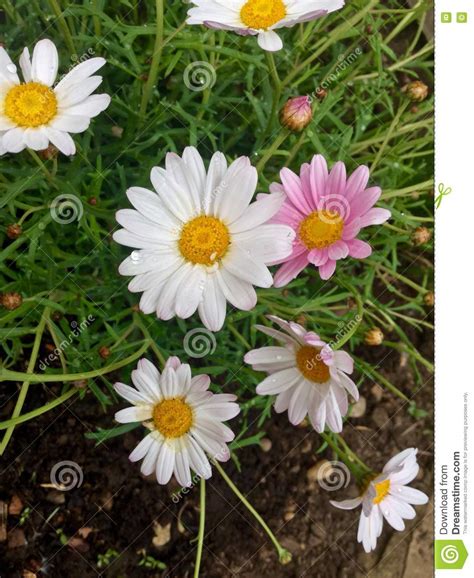 Spring flowers stock image. Image of spring, flowers - 71622683