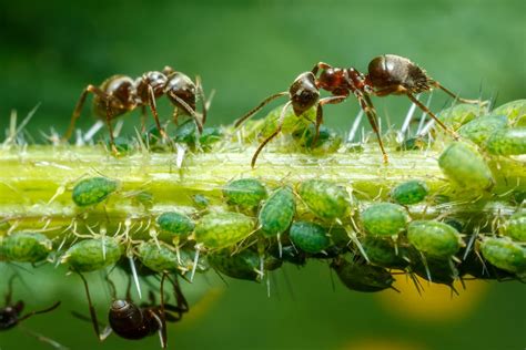 Why Do Ants Protect Aphids? | Pests Banned