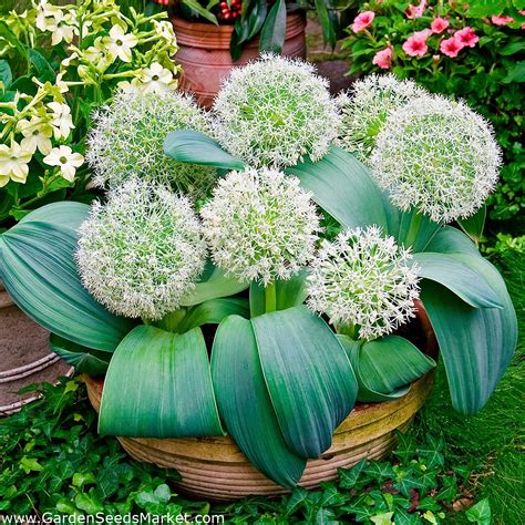 Allium karataviense - pacote XXL 150 unid. - – Garden Seeds Market | Frete grátis