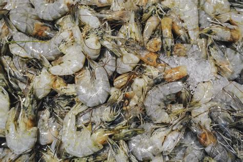 fresh frozen shrimp, Litopenaeus Vannamei for imports and exports ...