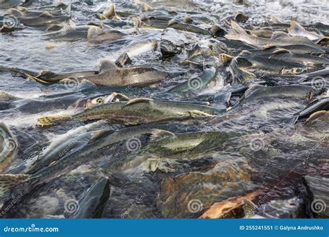 Spawning salmon stock image. Image of underwater, destination - 255241551