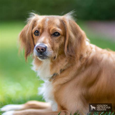 Golden Retriever Cavalier Mix - Golden Retriever Goods