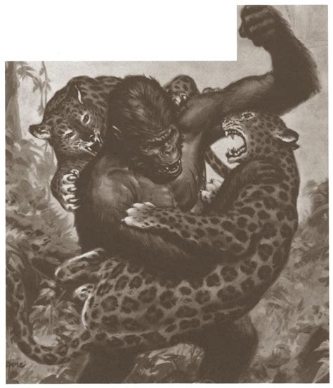 Gorilla Vs Leopard