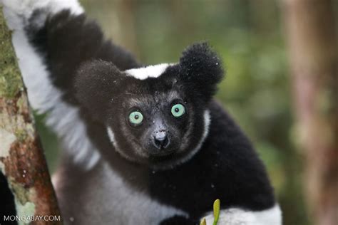 Indri lemur (Indri indri) [madagascar_0591]