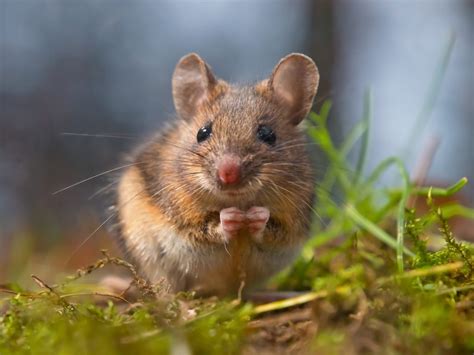 A Guide to Field Mice - Effective Wildlife Solutions