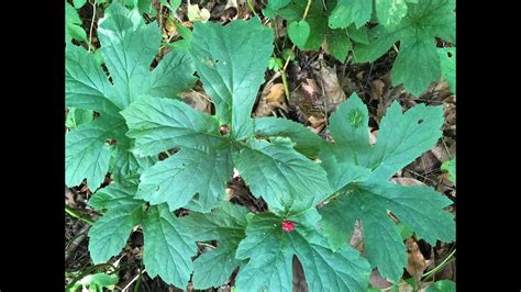 Goldenseal ( yellowroot) identification. Hydrastis canadensis - YouTube